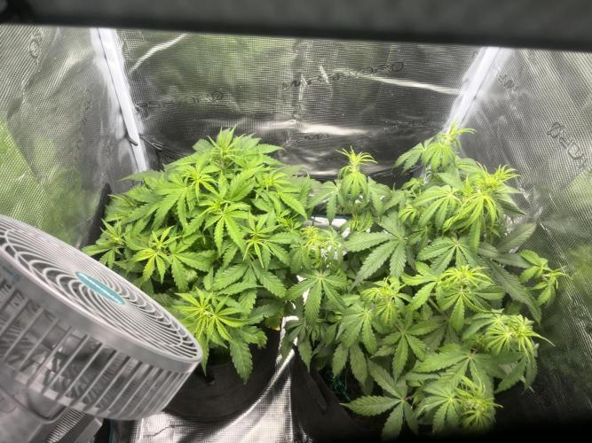 Auto Sweet Bourbon Kush - Bella & Gigi. Week 4