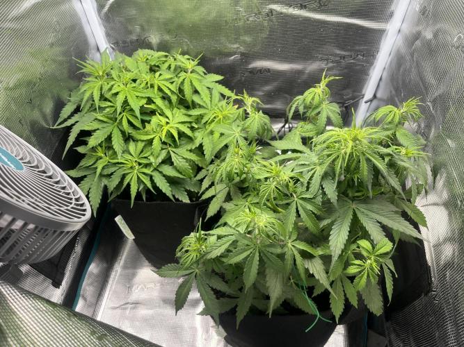 Auto Sweet Bourbon Kush - Bella & Gigi. Week 4