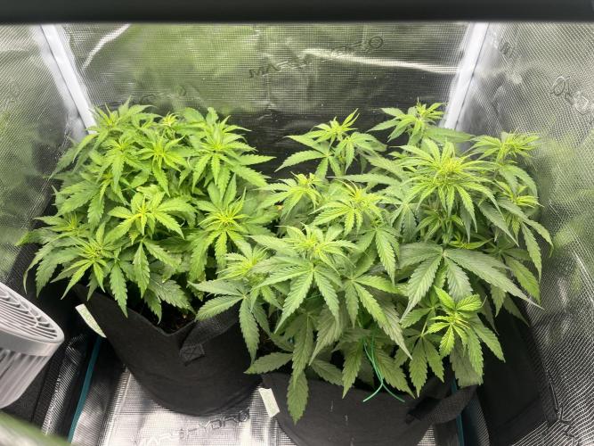 Auto Sweet Bourbon Kush - Bella & Gigi. Week 4