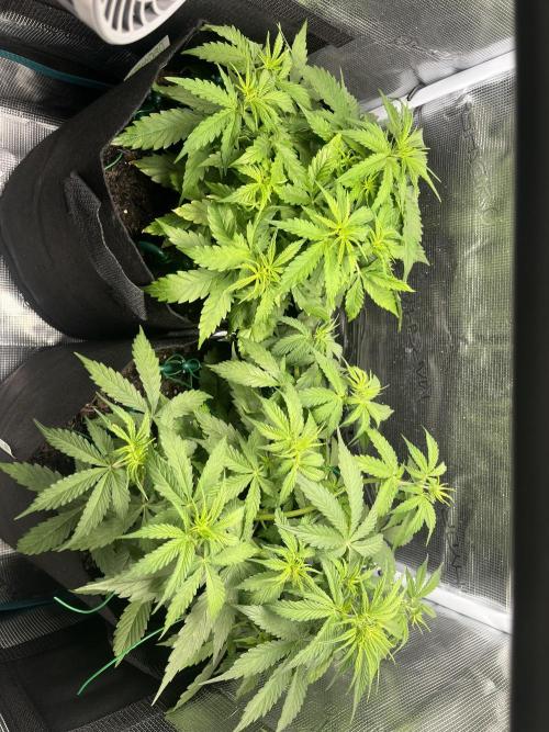 Auto Sweet Bourbon Kush - Bella & Gigi. Week 4