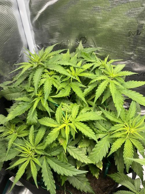 Auto Sweet Bourbon Kush - Bella & Gigi. Week 4