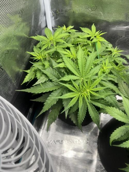 Auto Sweet Bourbon Kush - Bella & Gigi. Week 4