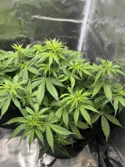 Auto Sweet Bourbon Kush - Bella & Gigi. Week 4