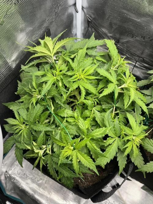 Auto Sweet Bourbon Kush - Bella & Gigi. Week 4