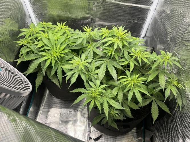 Auto Sweet Bourbon Kush - Bella & Gigi. Week 4