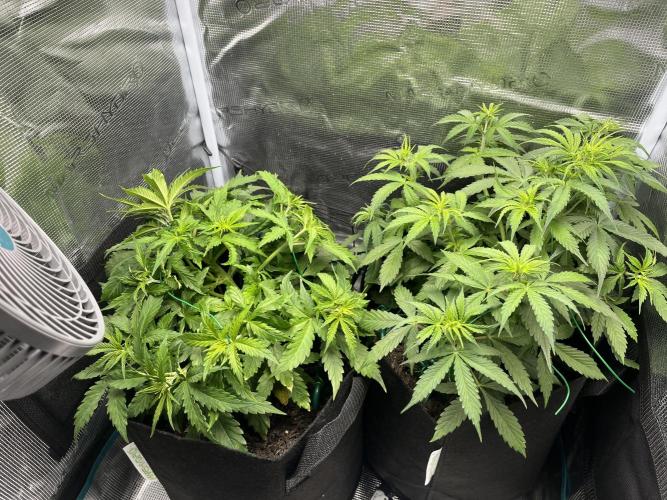 Auto Sweet Bourbon Kush - Bella & Gigi. Week 4