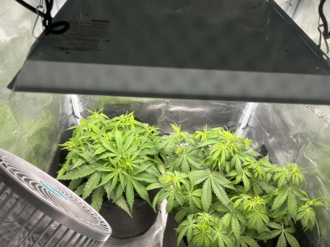 Auto Sweet Bourbon Kush - Bella & Gigi. Week 4