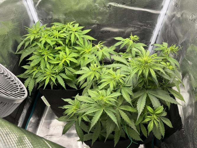 Auto Sweet Bourbon Kush - Bella & Gigi. Week 4