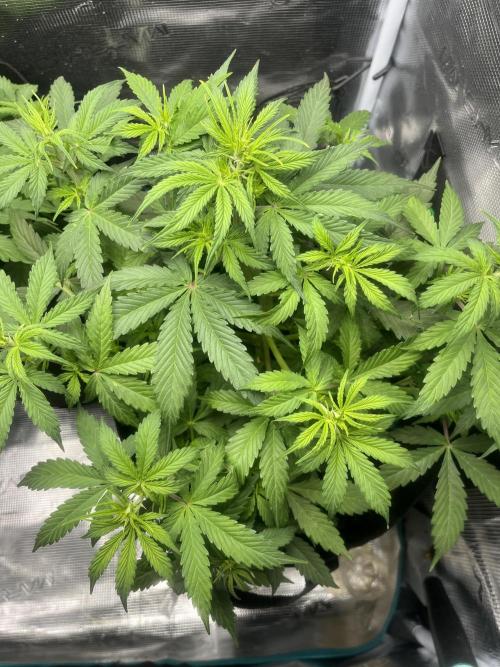 Auto Sweet Bourbon Kush - Bella & Gigi. Week 4