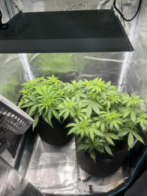Auto Sweet Bourbon Kush - Bella & Gigi. Week 4