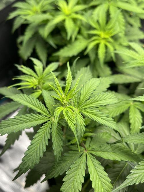 Auto Sweet Bourbon Kush - Bella & Gigi. Week 4