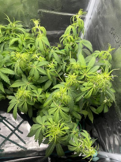 Auto Sweet Bourbon Kush - Bella & Gigi. Week 4
