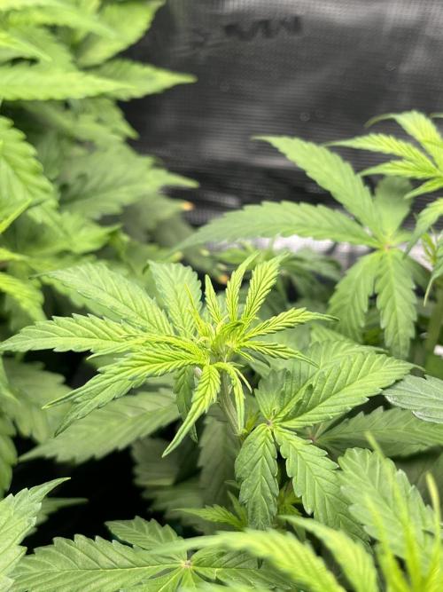 Auto Sweet Bourbon Kush - Bella & Gigi. Week 4