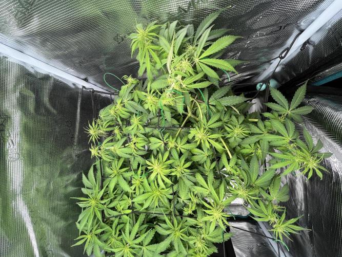 Auto Sweet Bourbon Kush - Bella & Gigi. Week 5