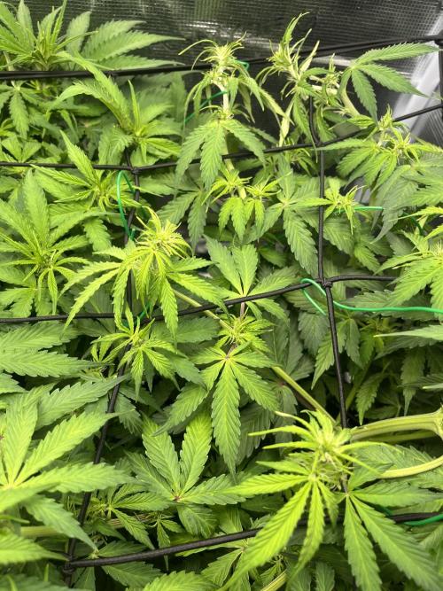 Auto Sweet Bourbon Kush - Bella & Gigi. Week 5