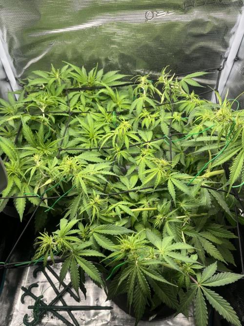 Auto Sweet Bourbon Kush - Bella & Gigi. Week 5