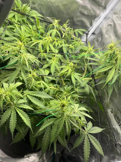 Auto Sweet Bourbon Kush - Bella & Gigi. Week 5