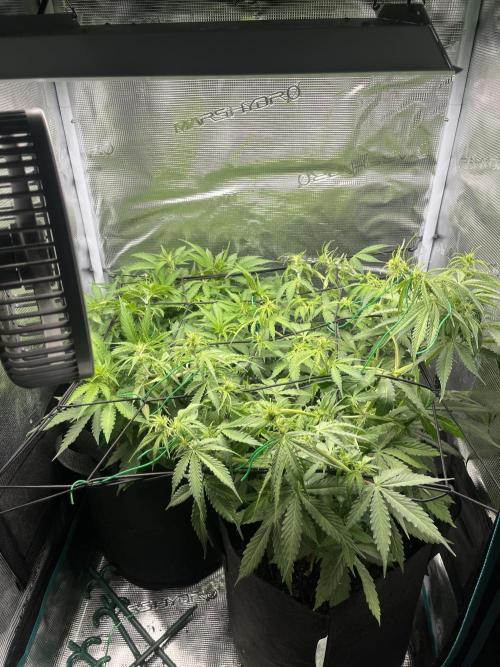 Auto Sweet Bourbon Kush - Bella & Gigi. Week 5