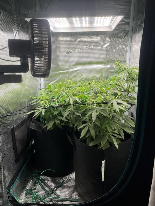 Auto Sweet Bourbon Kush - Bella & Gigi. Week 5