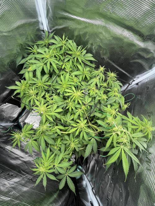 Auto Sweet Bourbon Kush - Bella & Gigi. Week 5