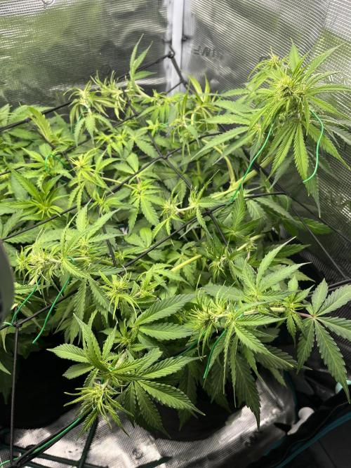 Auto Sweet Bourbon Kush - Bella & Gigi. Week 5