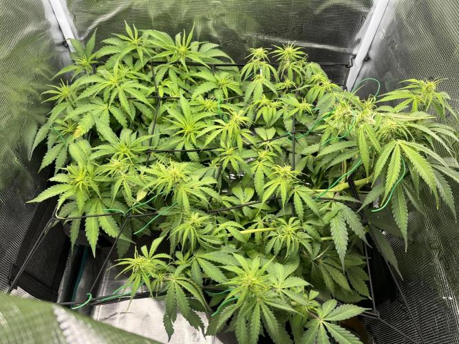 Auto Sweet Bourbon Kush - Bella & Gigi. Week 5