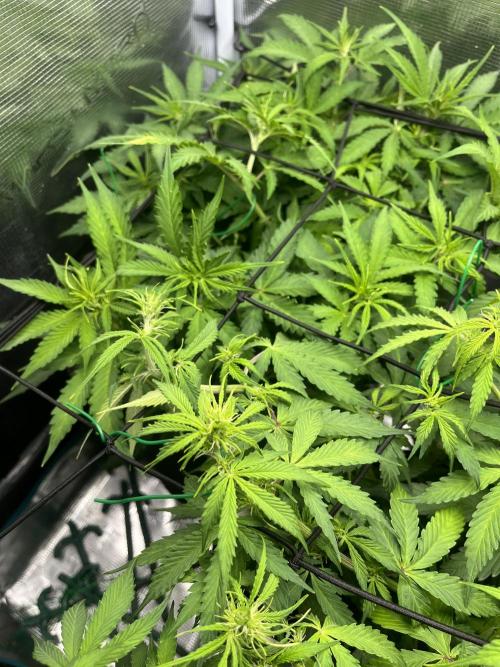Auto Sweet Bourbon Kush - Bella & Gigi. Week 5