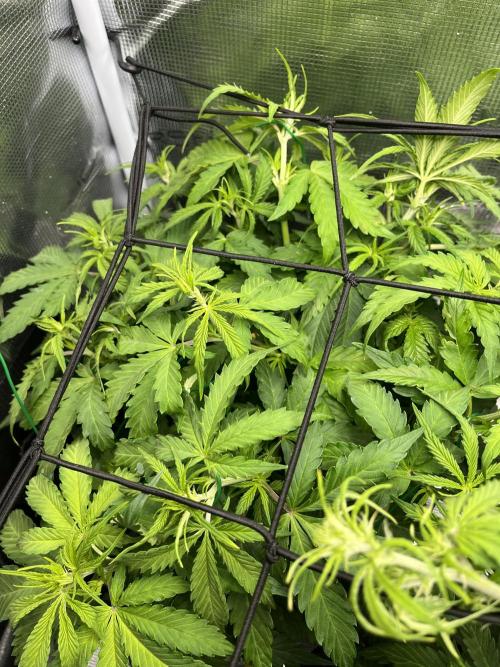 Auto Sweet Bourbon Kush - Bella & Gigi. Week 5