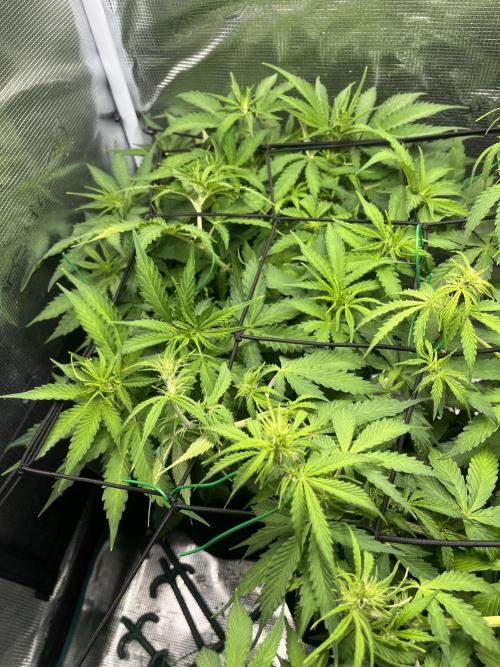 Auto Sweet Bourbon Kush - Bella & Gigi. Week 5