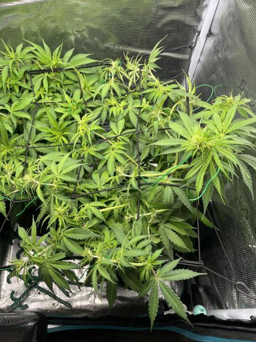 Auto Sweet Bourbon Kush - Bella & Gigi. Week 5
