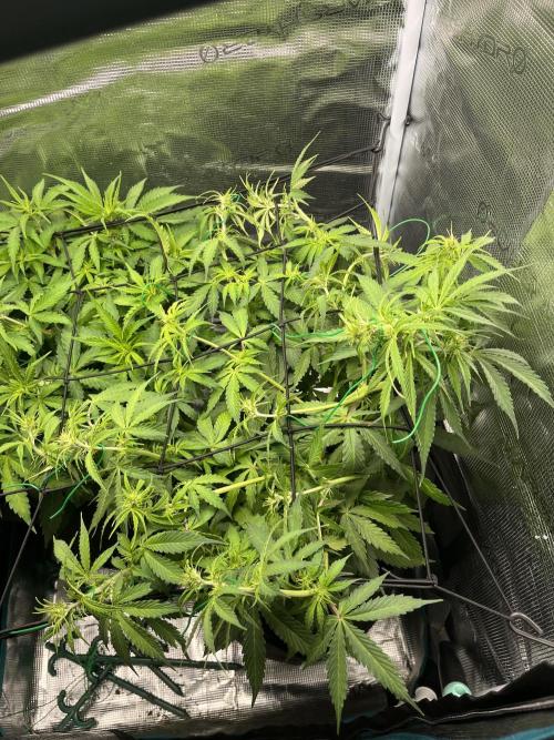 Auto Sweet Bourbon Kush - Bella & Gigi. Week 5