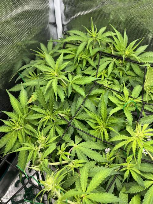Auto Sweet Bourbon Kush - Bella & Gigi. Week 5