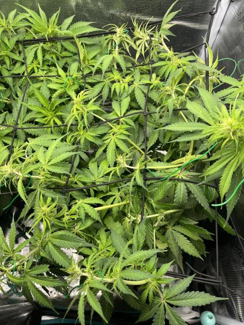 Auto Sweet Bourbon Kush - Bella & Gigi. Week 5