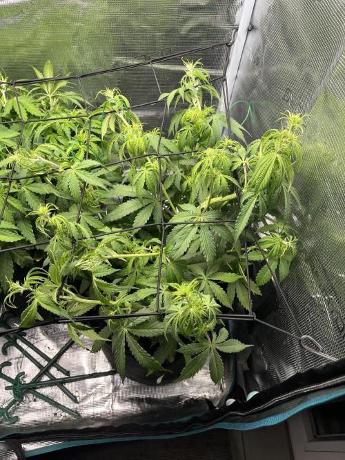 Auto Sweet Bourbon Kush - Bella & Gigi. Week 5