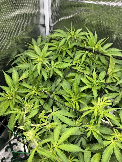 Auto Sweet Bourbon Kush - Bella & Gigi. Week 5