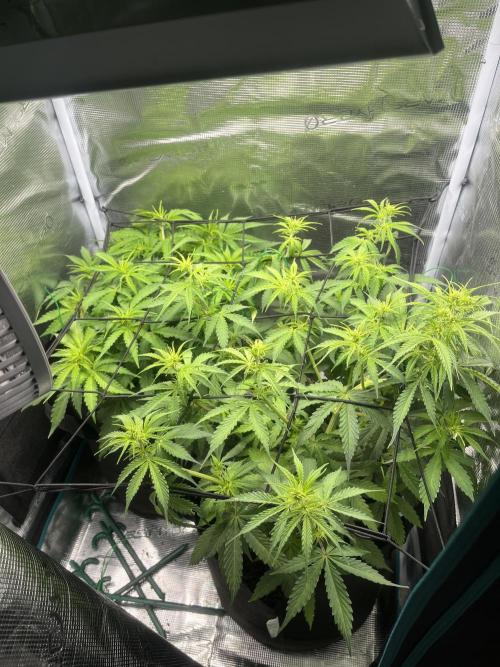 Auto Sweet Bourbon Kush - Bella & Gigi. Week 5