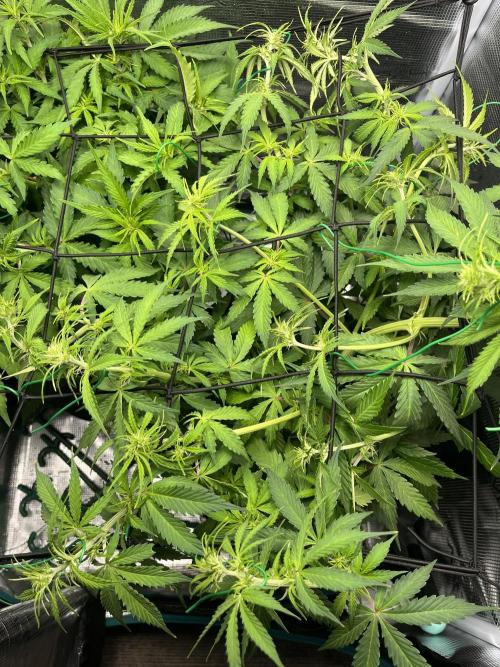 Auto Sweet Bourbon Kush - Bella & Gigi. Week 5