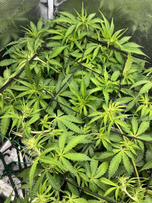 Auto Sweet Bourbon Kush - Bella & Gigi. Week 5