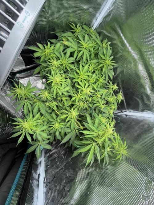 Auto Sweet Bourbon Kush - Bella & Gigi. Week 5