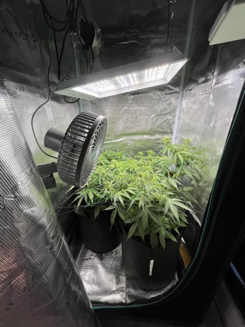 Auto Sweet Bourbon Kush - Bella & Gigi. Week 5