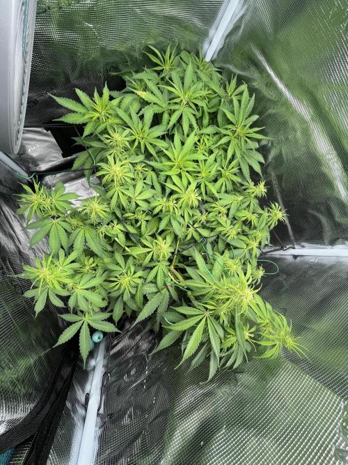 Auto Sweet Bourbon Kush - Bella & Gigi. Week 6 - Little photo of the day of Gigi and Bella 