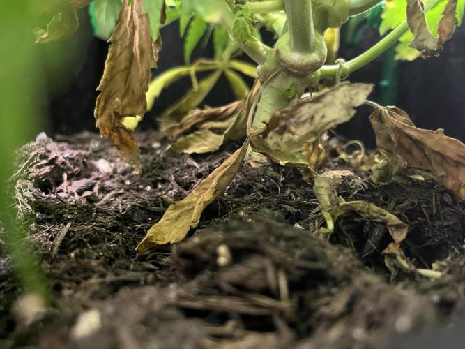 Auto Sweet Bourbon Kush - Bella & Gigi. Week 6 - Checking the bottom of the plant
