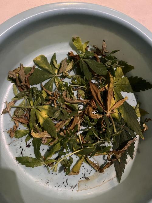 Auto Sweet Bourbon Kush - Bella & Gigi. Week 6 - And cleaning the bottom to avoid mold or disease