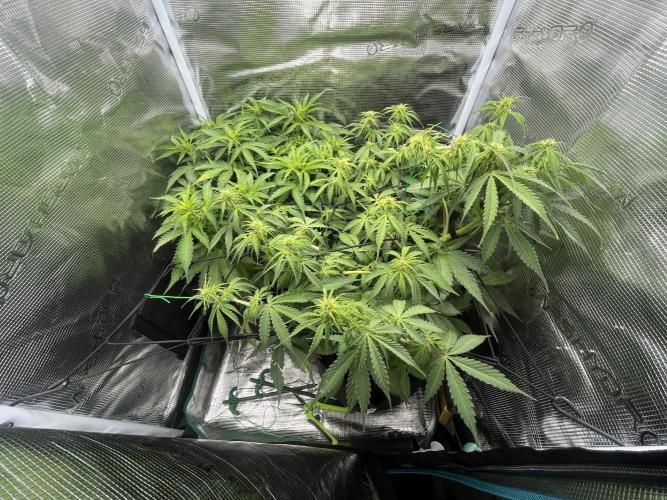 Auto Sweet Bourbon Kush - Bella & Gigi. Week 6