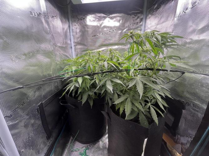 Auto Sweet Bourbon Kush - Bella & Gigi. Week 6