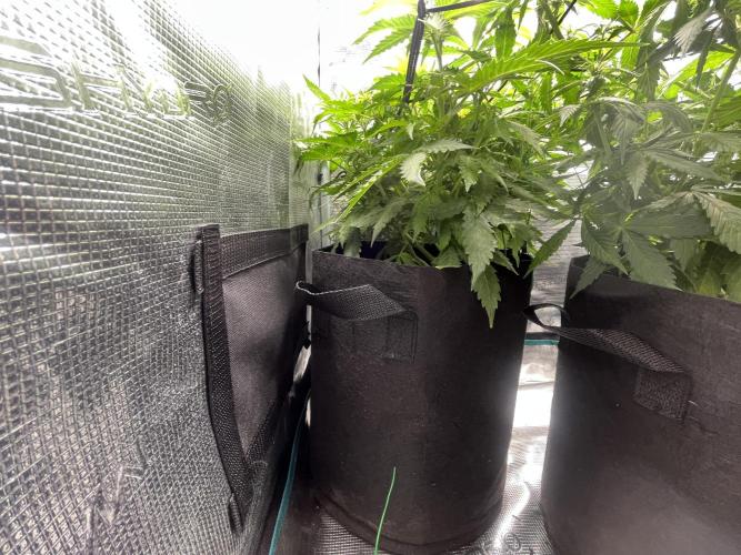 Auto Sweet Bourbon Kush - Bella & Gigi. Week 6