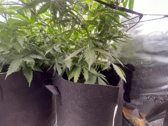 Auto Sweet Bourbon Kush - Bella & Gigi. Week 6