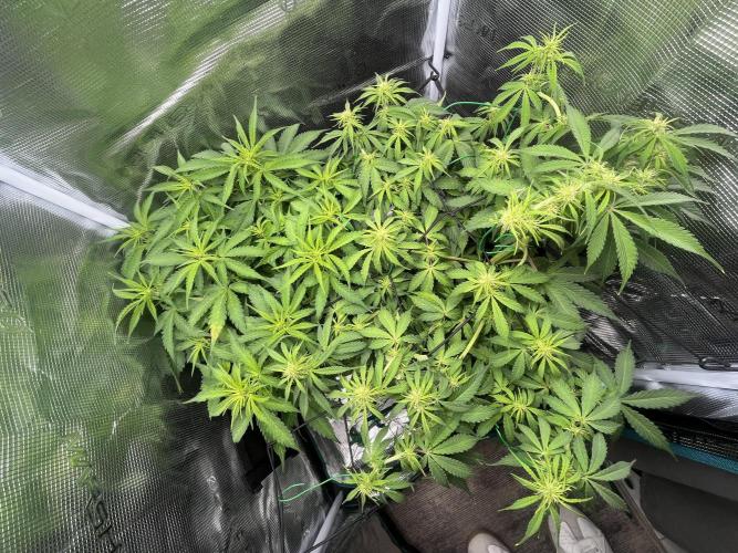 Auto Sweet Bourbon Kush - Bella & Gigi. Week 6