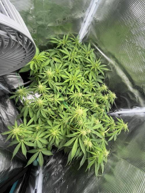 Auto Sweet Bourbon Kush - Bella & Gigi. Week 6