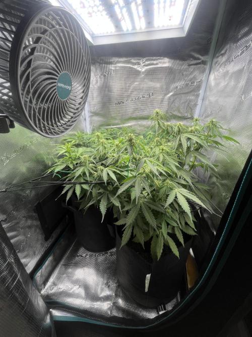 Auto Sweet Bourbon Kush - Bella & Gigi. Week 6